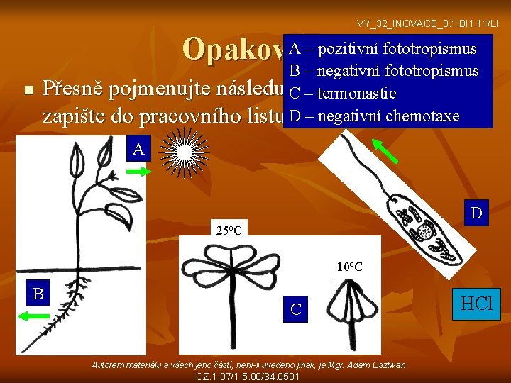 VY_32_INOVACE_3. 1. Bi 1. 11/Li A – pozitivní fototropismus Opakování B – negativní fototropismus