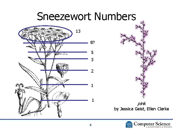 Sneezewort Numbers 13 8? 5 3 2 1 1 pink by Jessica Geist, Ellen