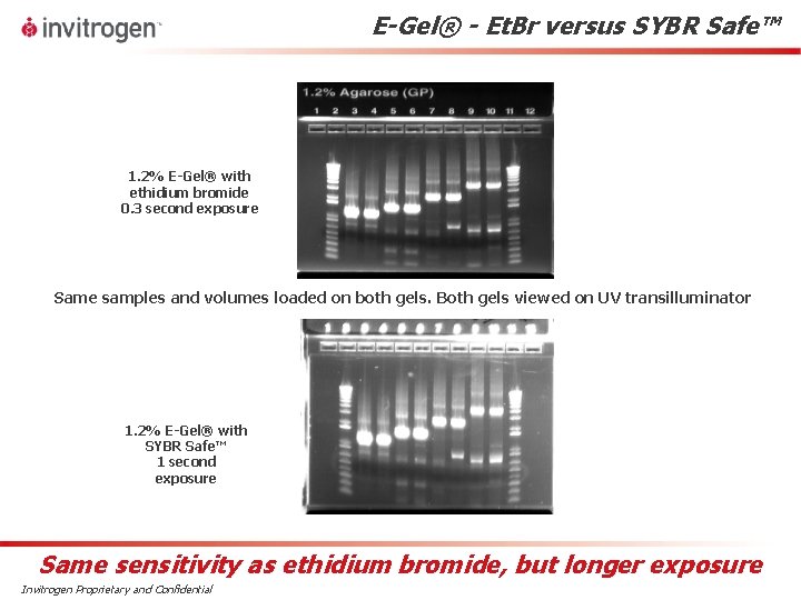 E-Gel® - Et. Br versus SYBR Safe™ 1. 2% E-Gel® with ethidium bromide 0.