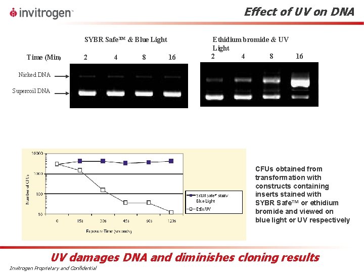 Effect of UV on DNA SYBR Safe. TM & Blue Light Time (Min) 2