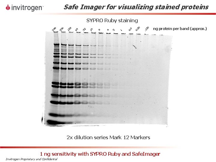 Safe Imager for visualizing stained proteins 25. 1 25 0. 1 2 4 8