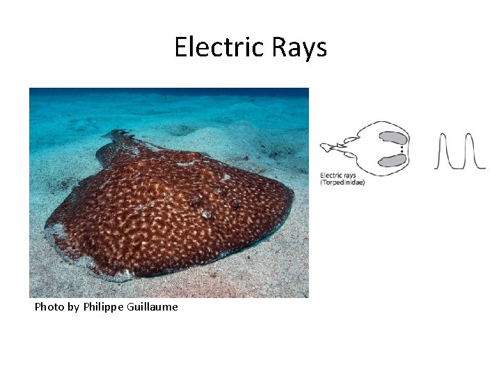 Electric Rays Photo by Philippe Guillaume 