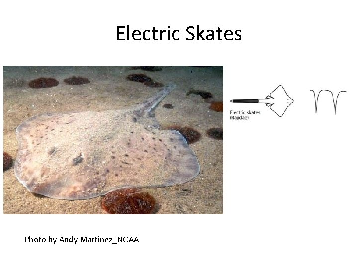 Electric Skates Photo by Andy Martinez_NOAA 