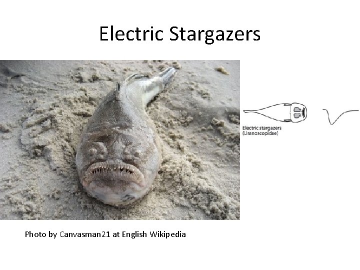 Electric Stargazers Photo by Canvasman 21 at English Wikipedia 
