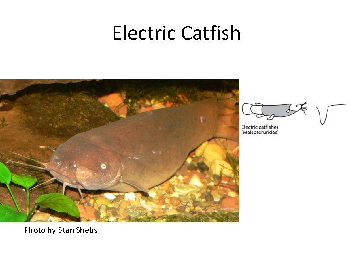 Electric Catfish Photo by Stan Shebs 