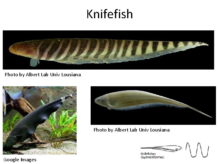 Knifefish Photo by Albert Lab Univ Lousiana Google Images 