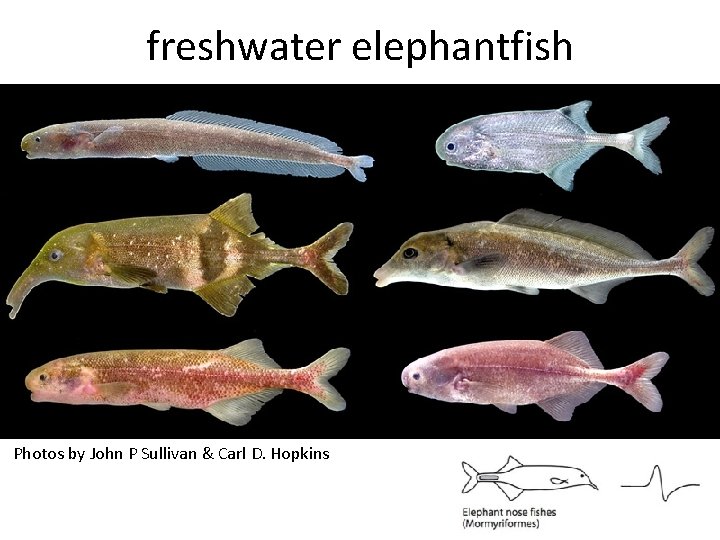 freshwater elephantfish Photos by John P Sullivan & Carl D. Hopkins 