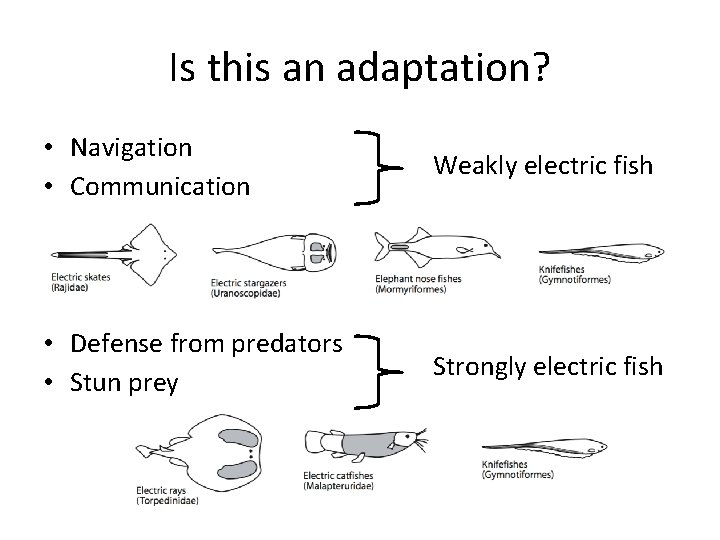 Is this an adaptation? • Navigation • Communication Weakly electric fish • Defense from