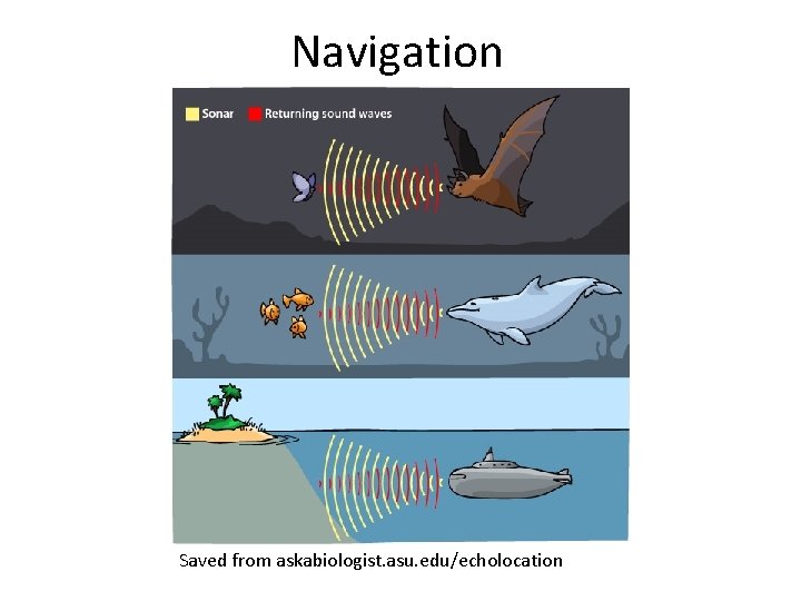 Navigation Saved from askabiologist. asu. edu/echolocation 