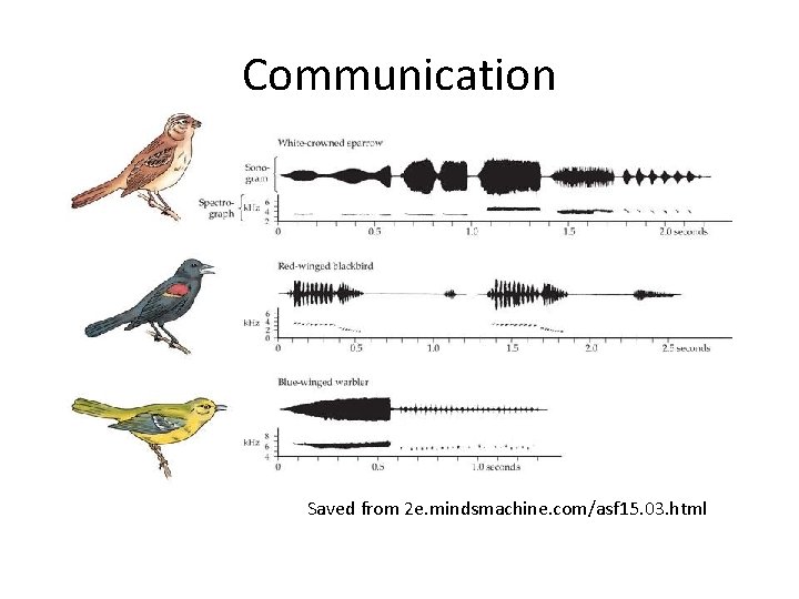 Communication Saved from 2 e. mindsmachine. com/asf 15. 03. html 