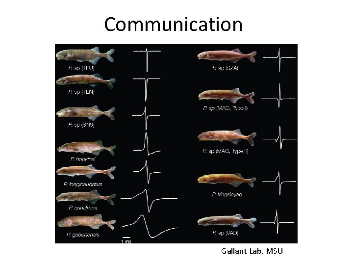 Communication Gallant Lab, MSU 