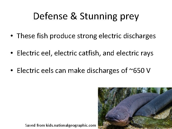 Defense & Stunning prey • These fish produce strong electric discharges • Electric eel,