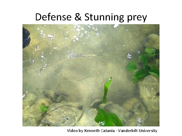 Defense & Stunning prey Video by Kenneth Catania - Vanderbilt University 