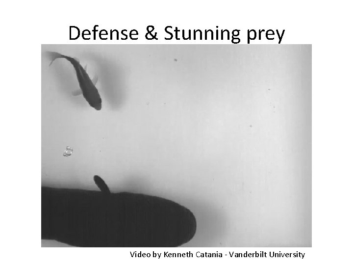 Defense & Stunning prey Video by Kenneth Catania - Vanderbilt University 