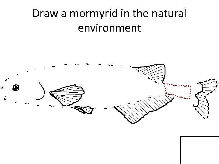 Draw a mormyrid in the natural environment 