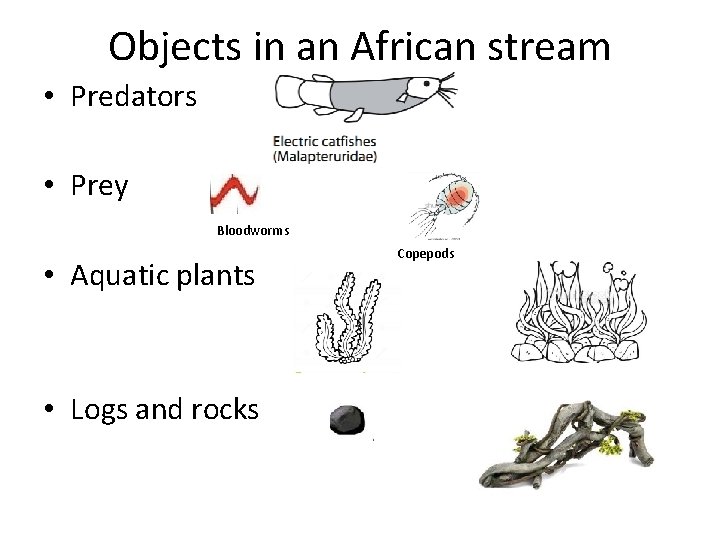 Objects in an African stream • Predators • Prey Bloodworms • Aquatic plants •