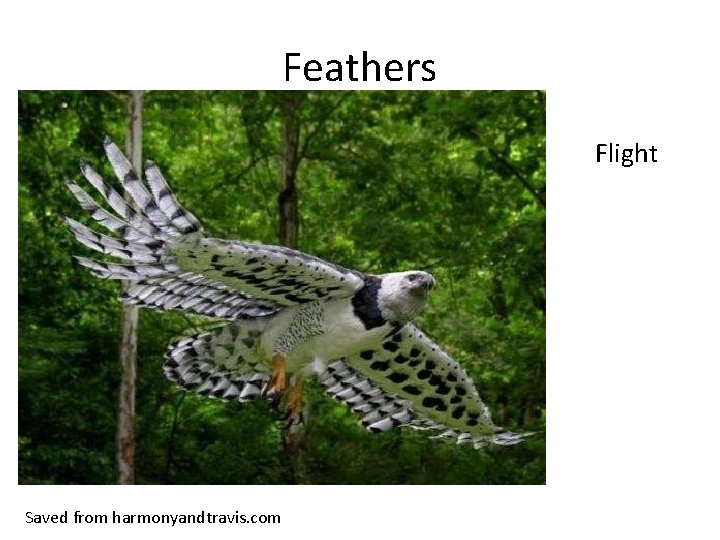 Feathers Flight Saved from harmonyandtravis. com 