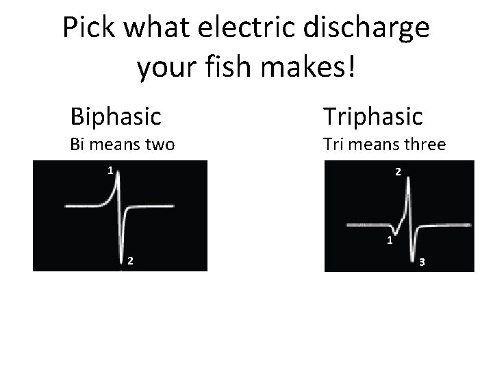 Pick what electric discharge your fish makes! Biphasic Bi means two Triphasic Tri means