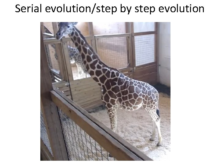 Serial evolution/step by step evolution 