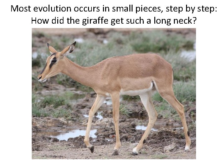 Most evolution occurs in small pieces, step by step: How did the giraffe get