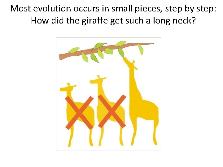 Most evolution occurs in small pieces, step by step: How did the giraffe get