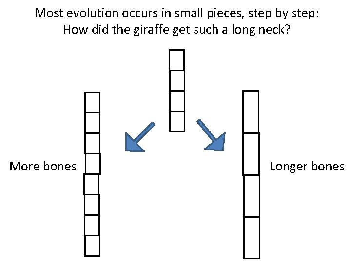 Most evolution occurs in small pieces, step by step: How did the giraffe get