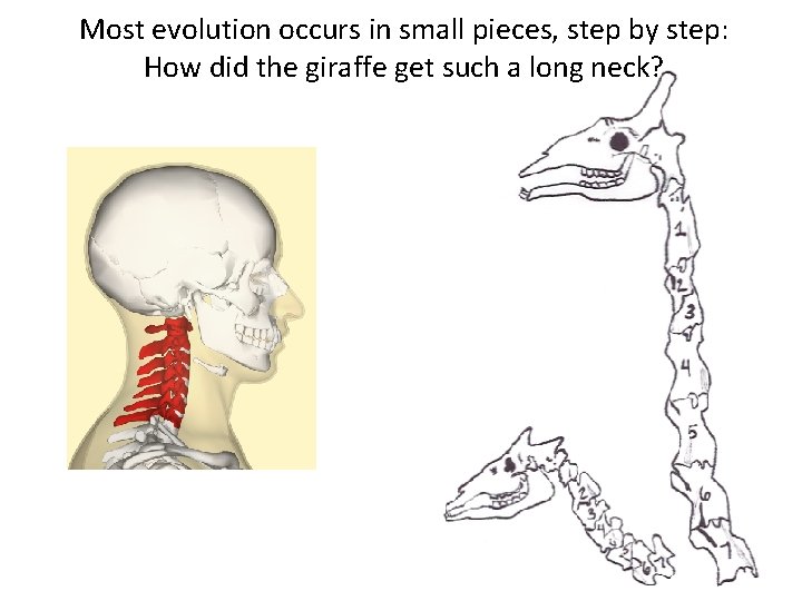 Most evolution occurs in small pieces, step by step: How did the giraffe get