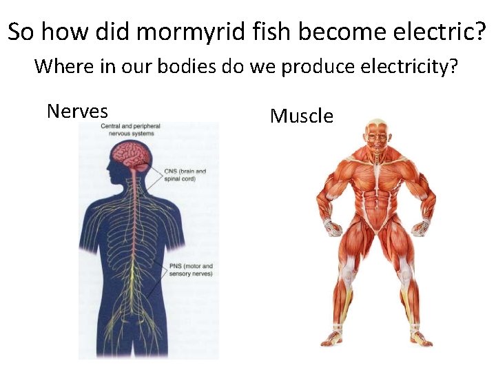 So how did mormyrid fish become electric? Where in our bodies do we produce