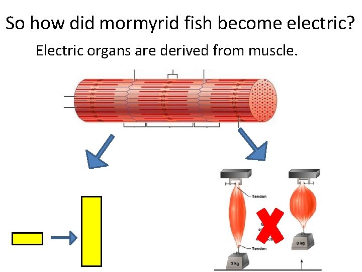 So how did mormyrid fish become electric? Electric organs are derived from muscle. 