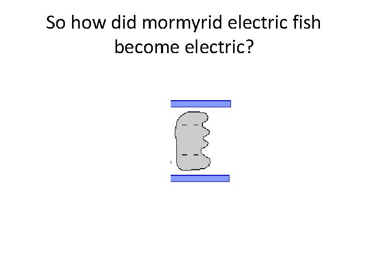 So how did mormyrid electric fish become electric? 