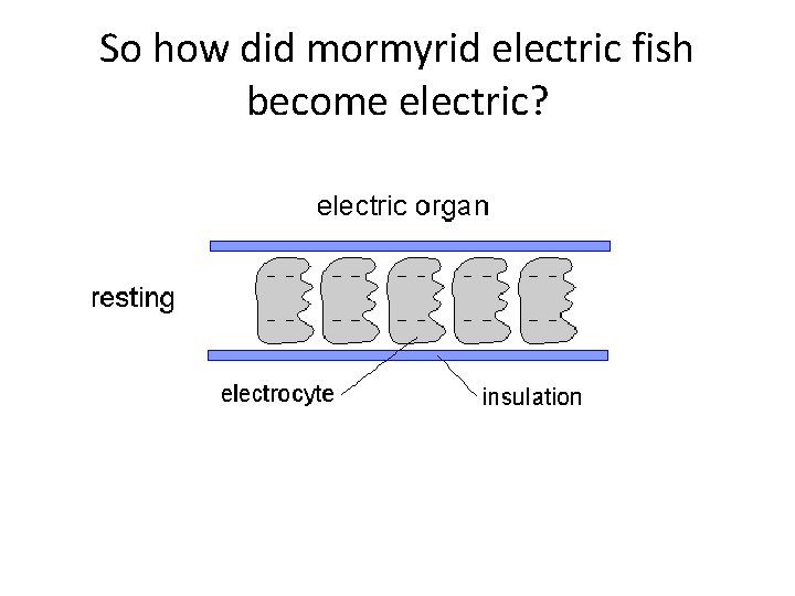 So how did mormyrid electric fish become electric? 