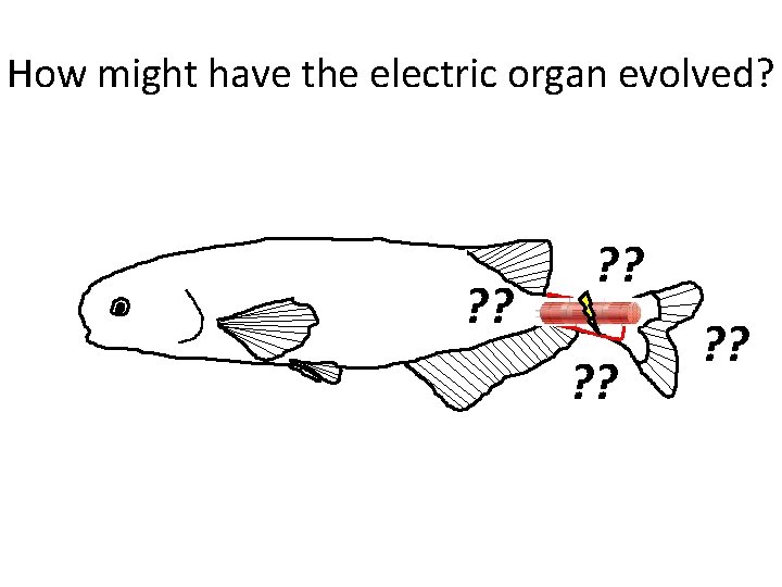 How might have the electric organ evolved? ? ? ? ? 