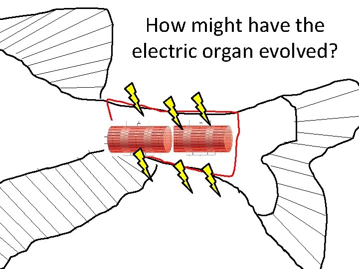 How might have the electric organ evolved? 