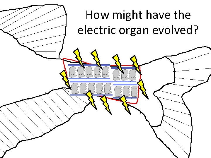 How might have the electric organ evolved? 