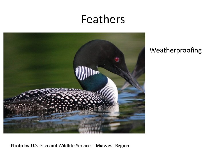 Feathers Weatherproofing Photo by U. S. Fish and Wildlife Service – Midwest Region 