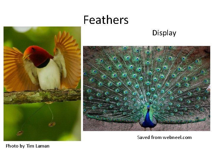 Feathers Display Saved from webneel. com Photo by Tim Laman 