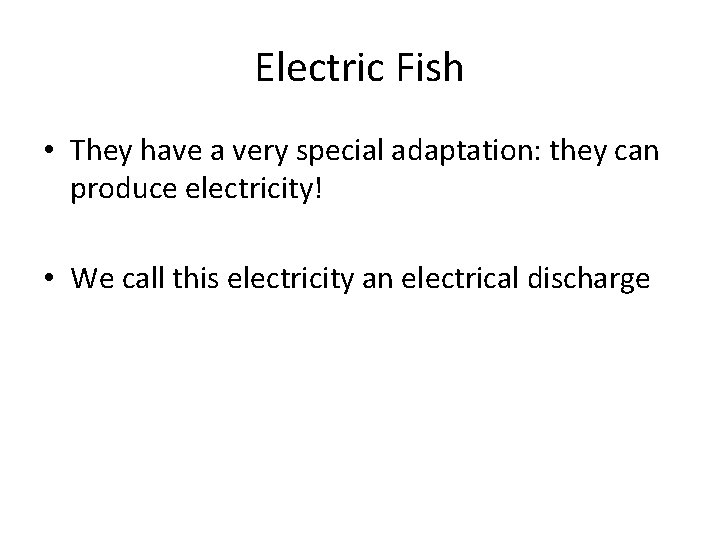 Electric Fish • They have a very special adaptation: they can produce electricity! •