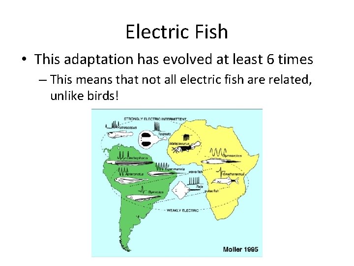 Electric Fish • This adaptation has evolved at least 6 times – This means