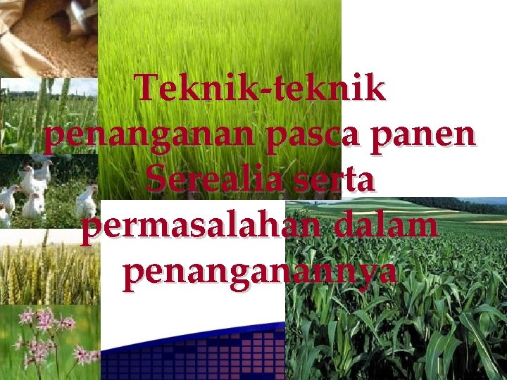 Teknik-teknik penanganan pasca panen Serealia serta permasalahan dalam penanganannya 