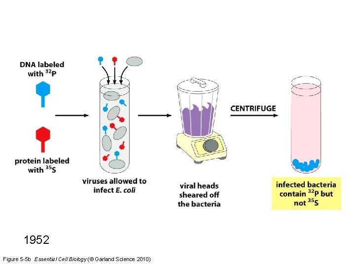 1952 Figure 5 -5 b Essential Cell Biology (© Garland Science 2010) 