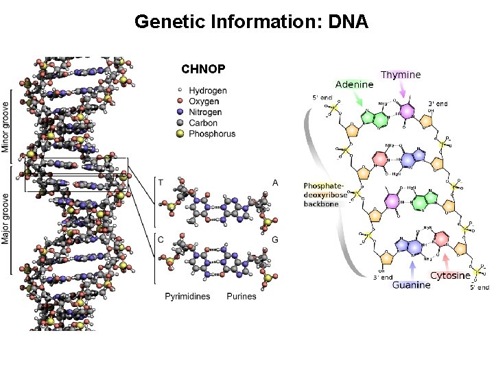 Genetic Information: DNA CHNOP 