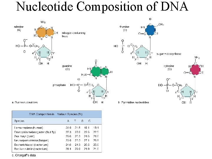 Nucleotide Composition of DNA 