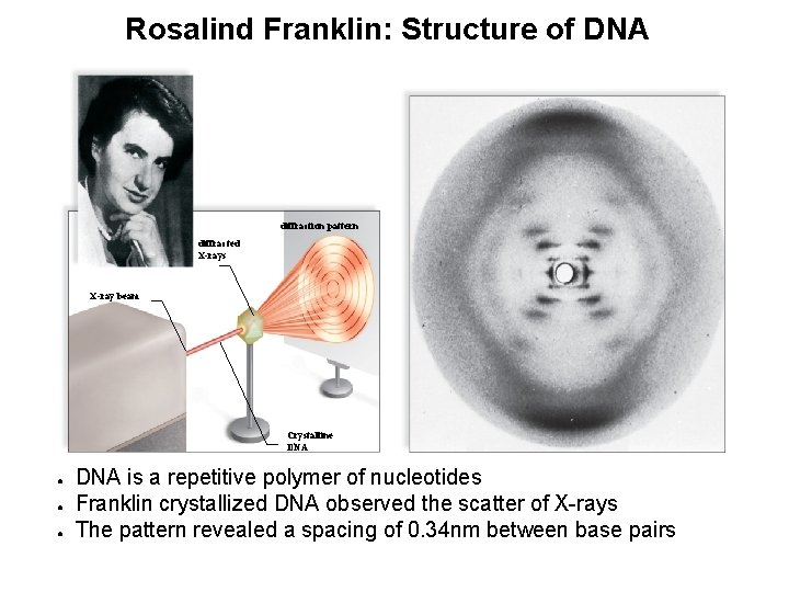 Rosalind Franklin: Structure of DNA diffraction pattern diffracted X-rays X-ray beam Crystalline DNA ●