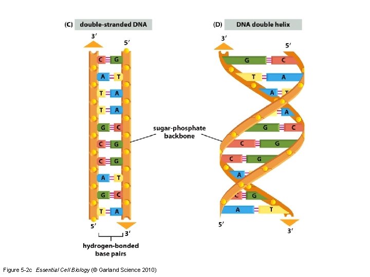 Figure 5 -2 c Essential Cell Biology (© Garland Science 2010) 