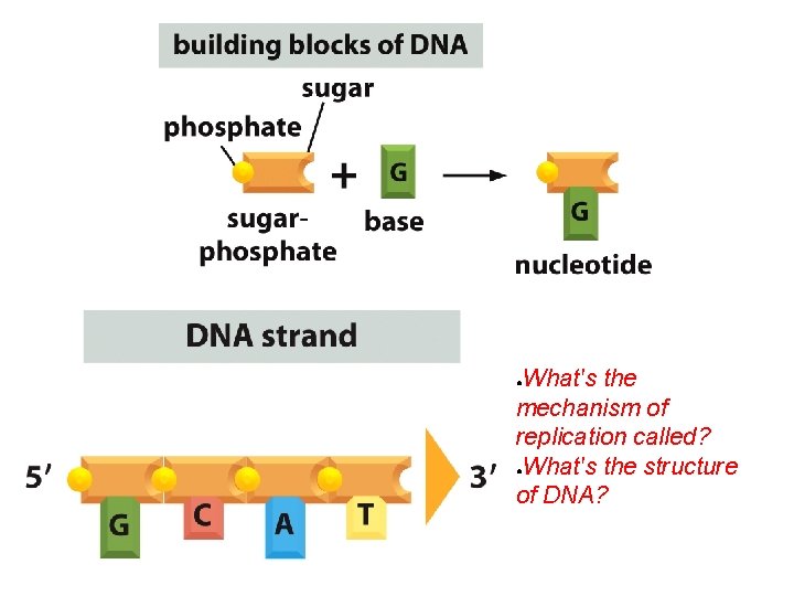 What's the mechanism of replication called? ●What's the structure of DNA? ● 