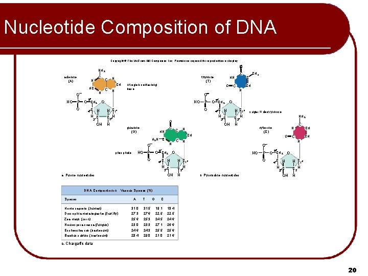 Nucleotide Composition of DNA Copyright © The Mc. Graw-Hill Companies, Inc. Permission required for