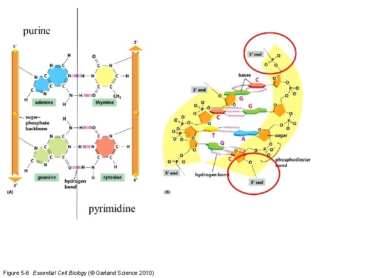 Figure 5 -6 Essential Cell Biology (© Garland Science 2010) 