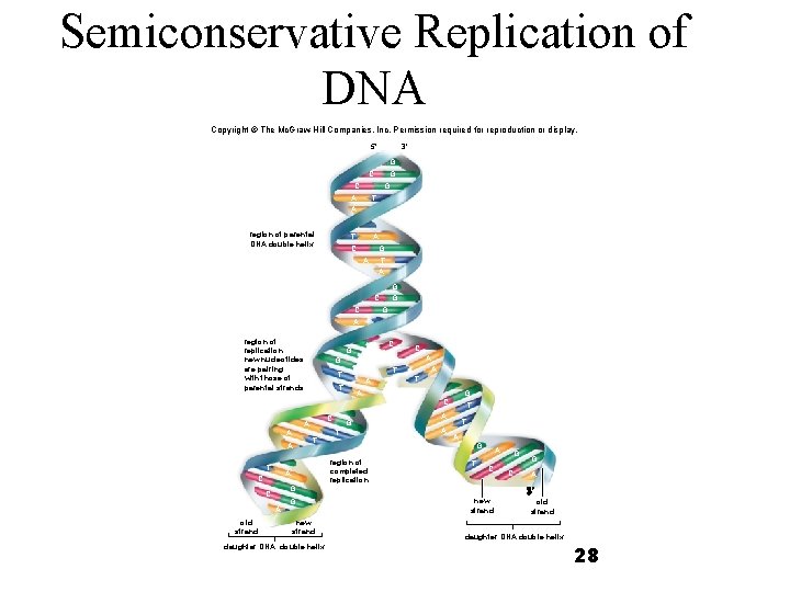 Semiconservative Replication of DNA Copyright © The Mc. Graw-Hill Companies, Inc. Permission required for