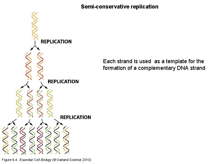 Semi-conservative replication Each strand is used as a template for the formation of a