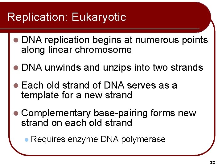 Replication: Eukaryotic l DNA replication begins at numerous points along linear chromosome l DNA